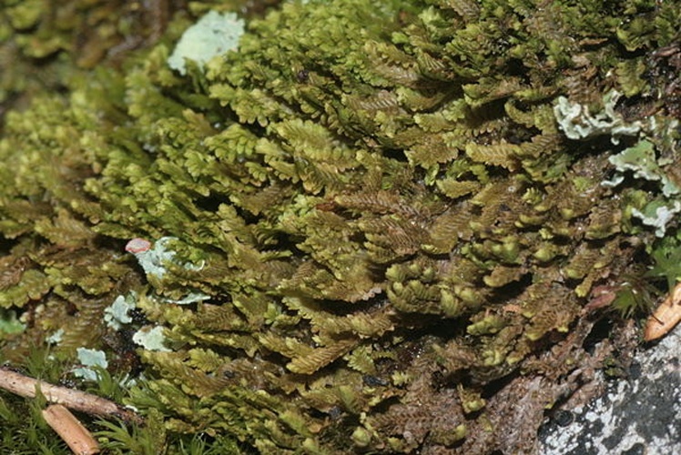 Diplophyllum taxifolium © <a href="//commons.wikimedia.org/wiki/User:HermannSchachner" title="User:HermannSchachner">HermannSchachner</a>