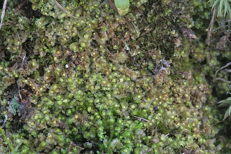 Scapania curta &copy; <a href="//commons.wikimedia.org/wiki/User:HermannSchachner" title="User:HermannSchachner">HermannSchachner</a>