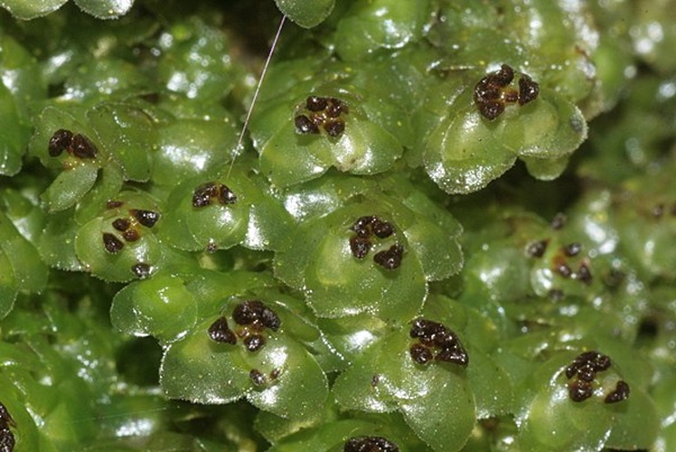 Scapania nemorea &copy; <a href="//commons.wikimedia.org/wiki/User:HermannSchachner" title="User:HermannSchachner">HermannSchachner</a>