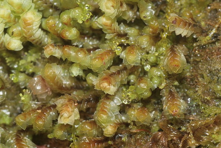 Scapania umbrosa © <a href="//commons.wikimedia.org/wiki/User:HermannSchachner" title="User:HermannSchachner">HermannSchachner</a>