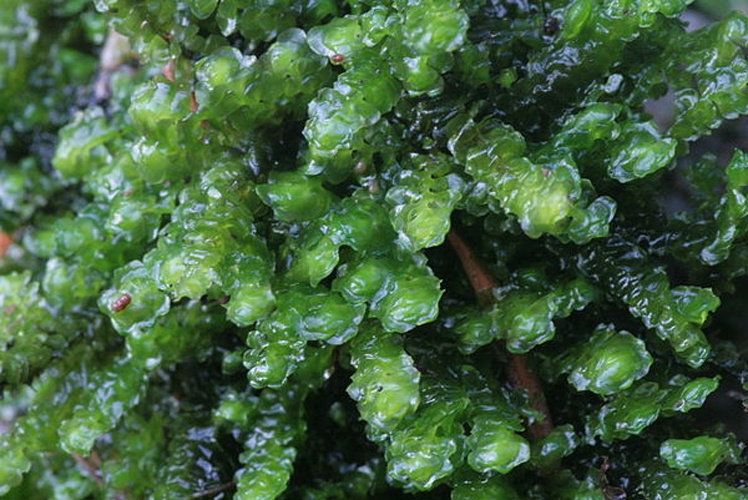 Scapania undulata &copy; <a href="//commons.wikimedia.org/wiki/User:HermannSchachner" title="User:HermannSchachner">HermannSchachner</a>