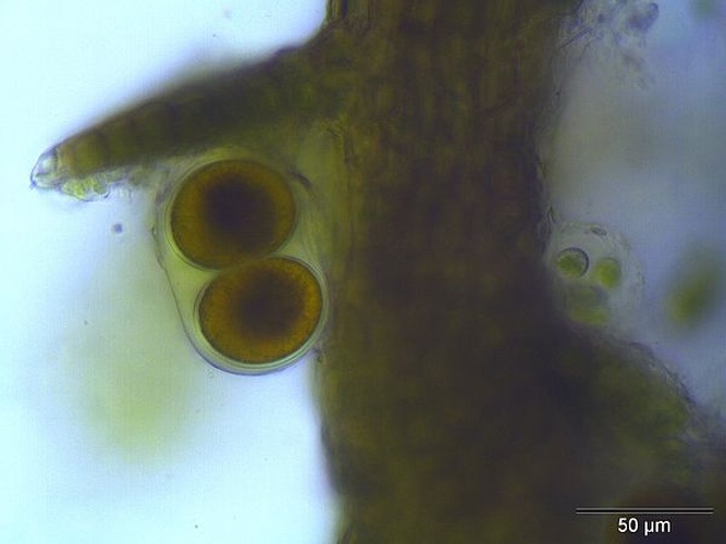 Cephaloziella divaricata &copy; Kristian Peters -- <a href="//commons.wikimedia.org/wiki/User:Fabelfroh" title="User:Fabelfroh">Fabelfroh</a> 06:27, 14 April 2007 (UTC)