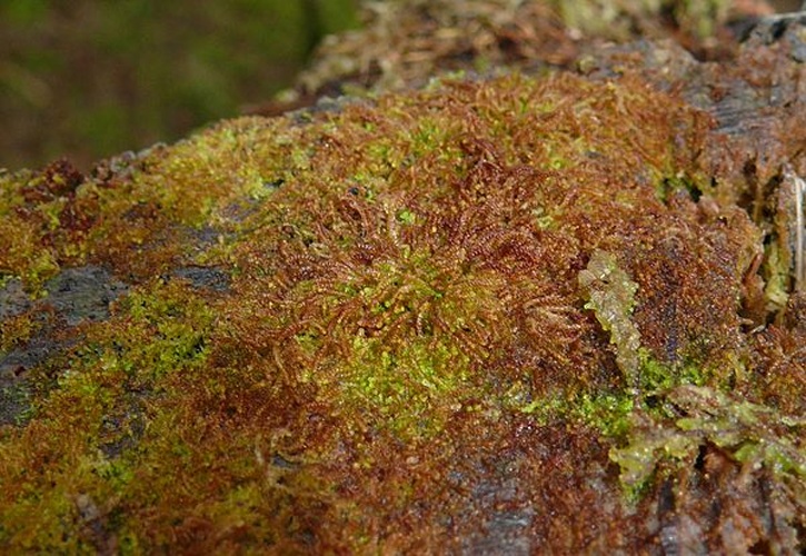 Nowellia curvifolia © <a href="//commons.wikimedia.org/wiki/User:BerndH" title="User:BerndH">Bernd Haynold</a>