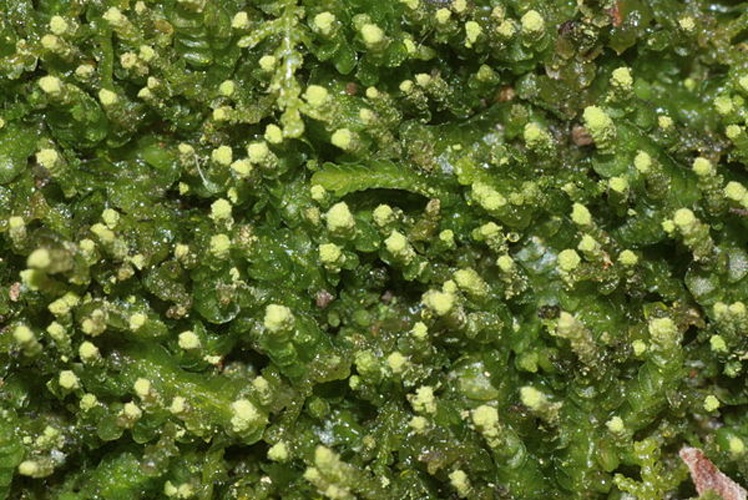 Odontoschisma denudatum &copy; <a href="//commons.wikimedia.org/wiki/User:HermannSchachner" title="User:HermannSchachner">HermannSchachner</a>