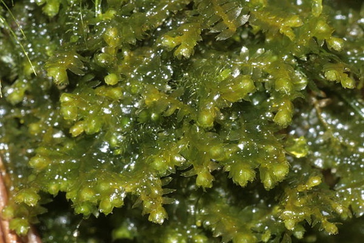 Bazzania flaccida &copy; <a href="//commons.wikimedia.org/wiki/User:HermannSchachner" title="User:HermannSchachner">HermannSchachner</a>