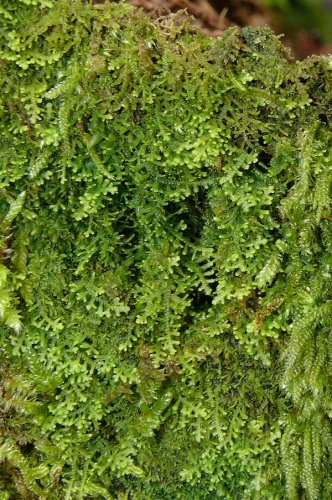 Lepidozia reptans © <a href="//commons.wikimedia.org/wiki/User:BerndH" title="User:BerndH">Bernd Haynold</a>