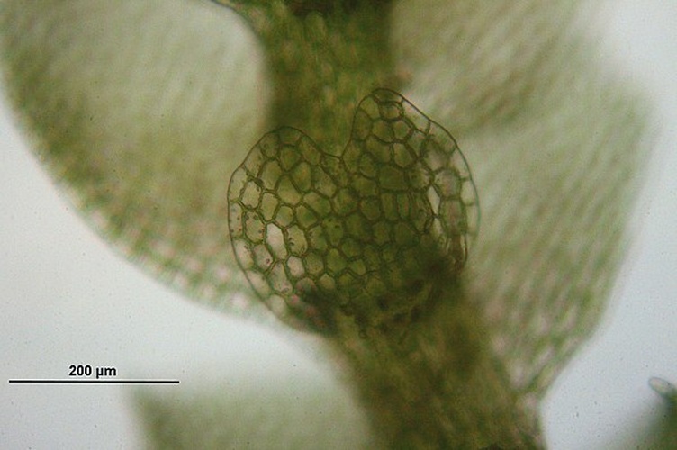 Calypogeia neesiana &copy; <a href="//commons.wikimedia.org/wiki/User:HermannSchachner" title="User:HermannSchachner">HermannSchachner</a>