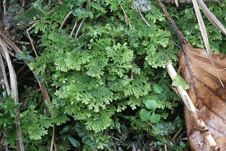 Trichocolea tomentella &copy; <a href="//commons.wikimedia.org/wiki/User:HermannSchachner" title="User:HermannSchachner">HermannSchachner</a>