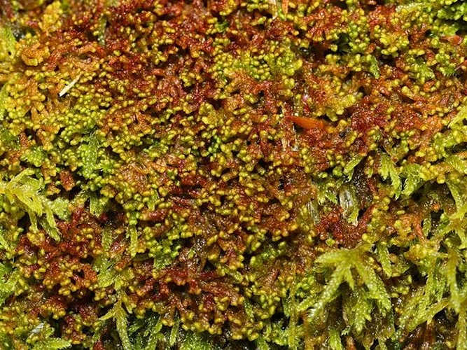 Ptilidium pulcherrimum © Kristian Peters -- <a href="//commons.wikimedia.org/wiki/User:Fabelfroh" title="User:Fabelfroh">Fabelfroh</a> 15:56, 8 October 2007 (UTC)