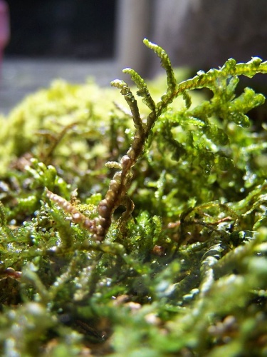 Porella arboris-vitae &copy; Abalg