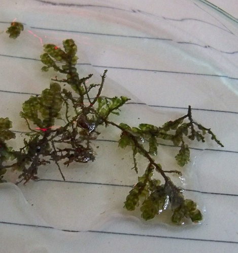 Porella cordaeana &copy; <a href="//commons.wikimedia.org/wiki/User:Panek" title="User:Panek">Panek</a>