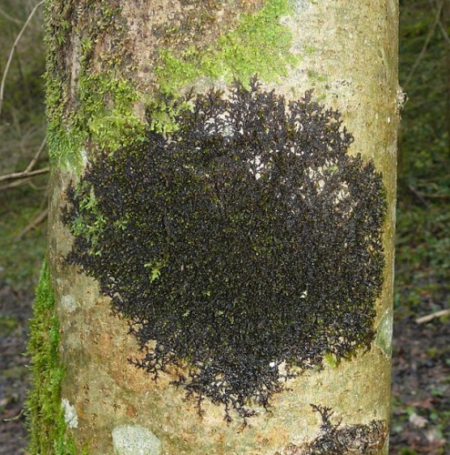 Frullania dilatata &copy; <a href="//commons.wikimedia.org/wiki/User:BerndH" title="User:BerndH">Bernd Haynold</a>