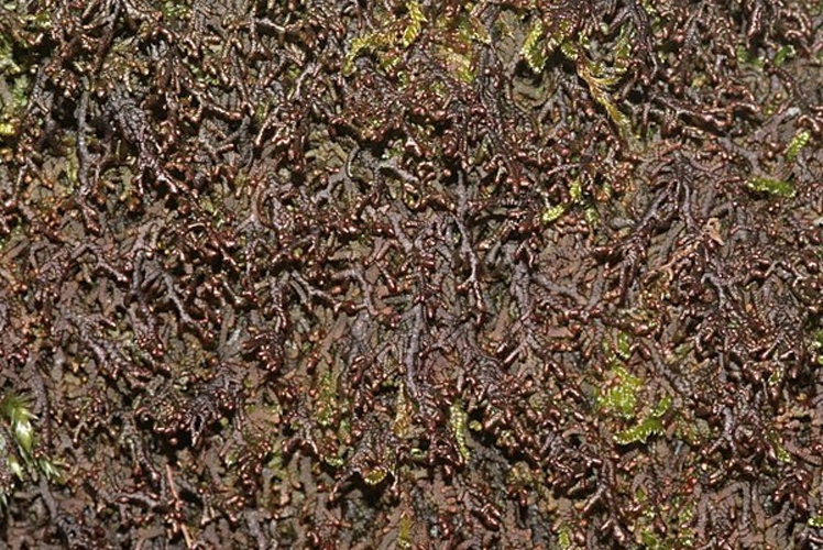 Frullania tamarisci © <a href="//commons.wikimedia.org/wiki/User:HermannSchachner" title="User:HermannSchachner">HermannSchachner</a>