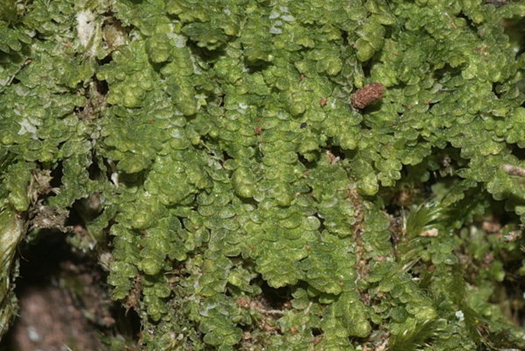 Lejeunea cavifolia © <a href="//commons.wikimedia.org/wiki/User:HermannSchachner" title="User:HermannSchachner">HermannSchachner</a>