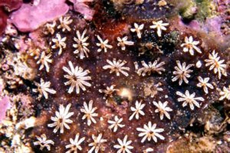 Botryllus schlosseri &copy; Massimiliano DE MARTINO