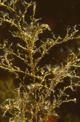 Eudendrium ramosum © <a href="//commons.wikimedia.org/w/index.php?title=User:Parent_G%C3%A9ry&amp;action=edit&amp;redlink=1" class="new" title="User:Parent Géry (page does not exist)">Parent Géry</a>