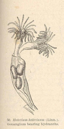 Halecium halecinum © <bdi><a href="https://en.wikipedia.org/wiki/en:Charles_Cleveland_Nutting" class="extiw" title="w:en:Charles Cleveland Nutting">Charles Cleveland Nutting</a>
</bdi>