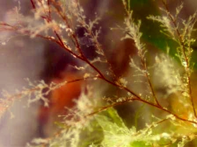 Obelia longissima © <table style="width:100%; border:1px solid #aaa; background:#efd; text-align:center"><tbody><tr>
<td>
<a href="//commons.wikimedia.org/wiki/File:Aspitates_ochrearia.jpg" class="image"><img alt="Aspitates ochrearia.jpg" src="https://upload.wikimedia.org/wikipedia/commons/thumb/b/bc/Aspitates_ochrearia.jpg/55px-Aspitates_ochrearia.jpg" decoding="async" width="55" height="41" srcset="https://upload.wikimedia.org/wikipedia/commons/thumb/b/bc/Aspitates_ochrearia.jpg/83px-Aspitates_ochrearia.jpg 1.5x, https://upload.wikimedia.org/wikipedia/commons/thumb/b/bc/Aspitates_ochrearia.jpg/110px-Aspitates_ochrearia.jpg 2x" data-file-width="800" data-file-height="600"></a>
</td>
<td>This image is created by user <a rel="nofollow" class="external text" href="http://waarneming.nl/user/photos/12427">jeffrey huizenga</a> at <a rel="nofollow" class="external text" href="http://waarneming.nl/">waarneming.nl</a>, a source of nature observations in the Netherlands.
</td>
</tr></tbody></table>