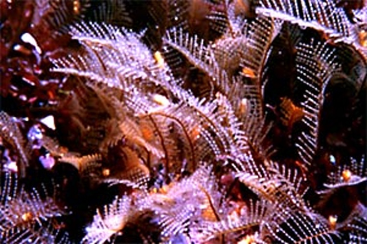 toothed feather hydroid © Massimiliano De Martino