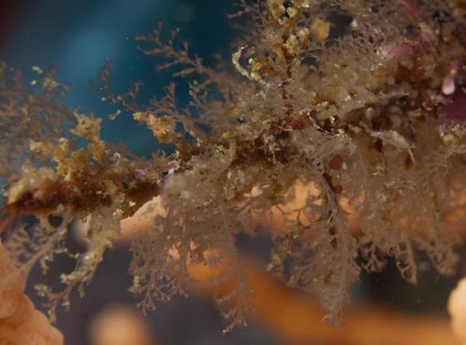 Plumularia setacea &copy; <a href="//commons.wikimedia.org/wiki/User:Seascapeza" title="User:Seascapeza">Seascapeza</a>