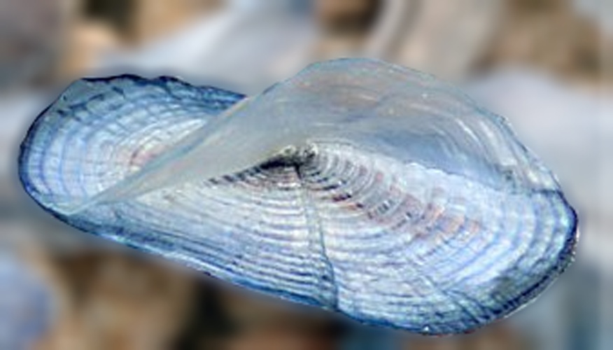 Velella velella © yakafaucon