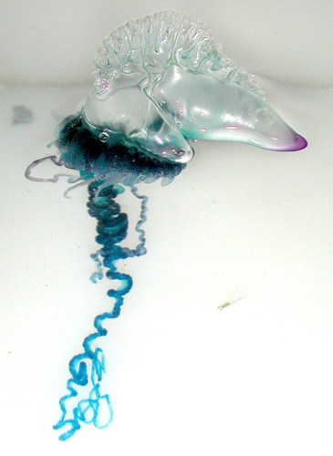 Portuguese man o' war © Image courtesy of Islands in the Sea 2002, NOAA/OER.