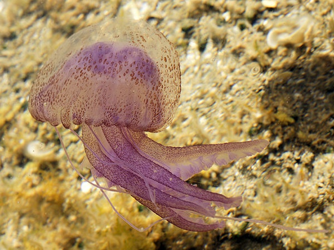 Pelagia noctiluca © <div class="fn value">
Hans Hillewaert</div>