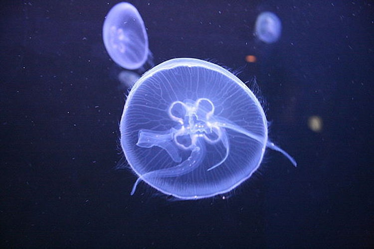 Aurelia aurita © Patrick Bürgler