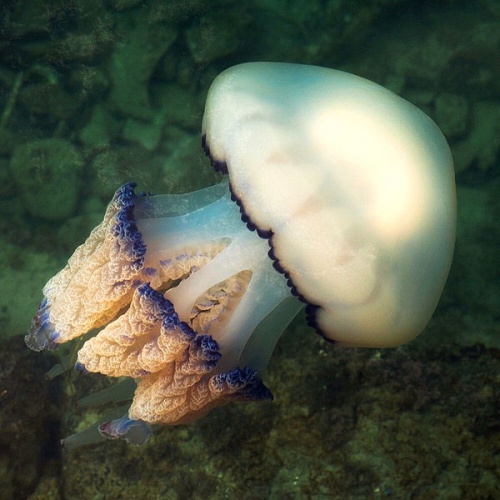 Rhizostoma pulmo © <a rel="nofollow" class="external text" href="https://www.flickr.com/people/14635402@N08">Ales Kladnik</a> from Ljubljana, Slovenia