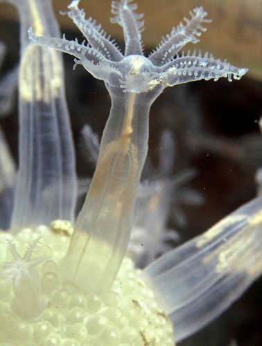 Veretillum cynomorium &copy; <a href="//commons.wikimedia.org/w/index.php?title=User:Parent_G%C3%A9ry&amp;action=edit&amp;redlink=1" class="new" title="User:Parent Géry (page does not exist)">Parent Géry</a>