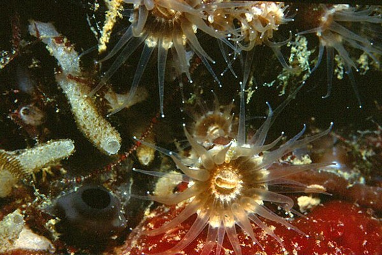 Epizoanthus arenaceus © <a href="//commons.wikimedia.org/w/index.php?title=User:Parent_G%C3%A9ry&amp;action=edit&amp;redlink=1" class="new" title="User:Parent Géry (page does not exist)">Parent Géry</a>