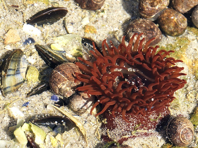 Beadlet anemone © <div class="fn value">
Hans Hillewaert</div>