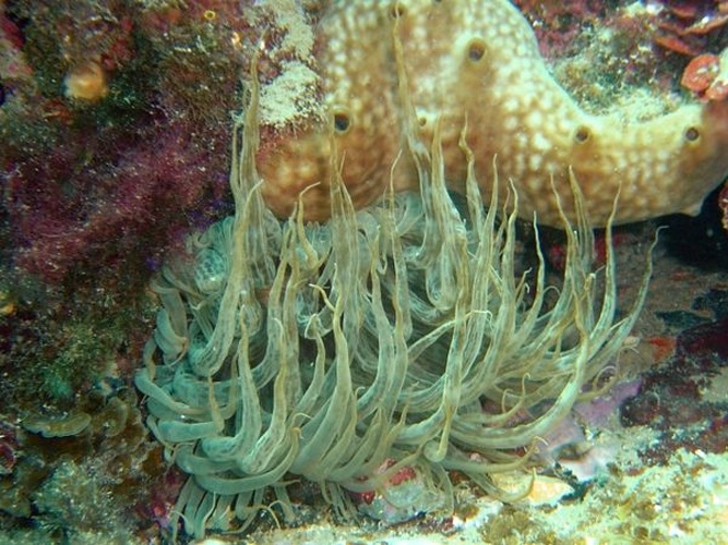 Aiptasia mutabilis © <a rel="nofollow" class="external text" href="http://herramientas.educa.madrid.org/animalandia/autor.php?nombre=Fernando%20Herranz%20Mart%EDn">Fernando Herranz Martín</a>