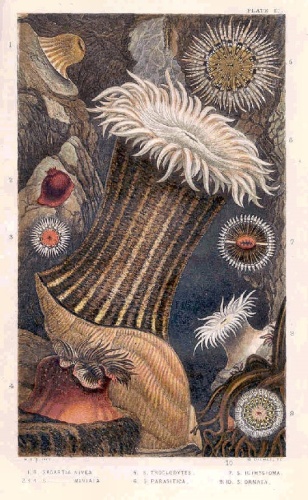 Sagartia troglodytes © Gosse, Phillip Henry, 1810-1888