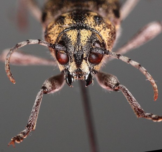 Rusticoclytus rusticus &copy; <a href="//commons.wikimedia.org/wiki/User:Magnefl" title="User:Magnefl">Magnefl</a>