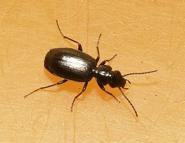 Syntomus truncatellus &copy; <table style="width:100%; border:1px solid #aaa; background:#efd; text-align:center"><tbody><tr>
<td>
<a href="//commons.wikimedia.org/wiki/File:Aspitates_ochrearia.jpg" class="image"><img alt="Aspitates ochrearia.jpg" src="https://upload.wikimedia.org/wikipedia/commons/thumb/b/bc/Aspitates_ochrearia.jpg/55px-Aspitates_ochrearia.jpg" decoding="async" width="55" height="41" srcset="https://upload.wikimedia.org/wikipedia/commons/thumb/b/bc/Aspitates_ochrearia.jpg/83px-Aspitates_ochrearia.jpg 1.5x, https://upload.wikimedia.org/wikipedia/commons/thumb/b/bc/Aspitates_ochrearia.jpg/110px-Aspitates_ochrearia.jpg 2x" data-file-width="800" data-file-height="600"></a>
</td>
<td>This image is created by user <a rel="nofollow" class="external text" href="http://waarneming.nl/user/photos/19474">Dick Belgers</a> at <a rel="nofollow" class="external text" href="http://waarneming.nl/">waarneming.nl</a>, a source of nature observations in the Netherlands.
</td>
</tr></tbody></table>