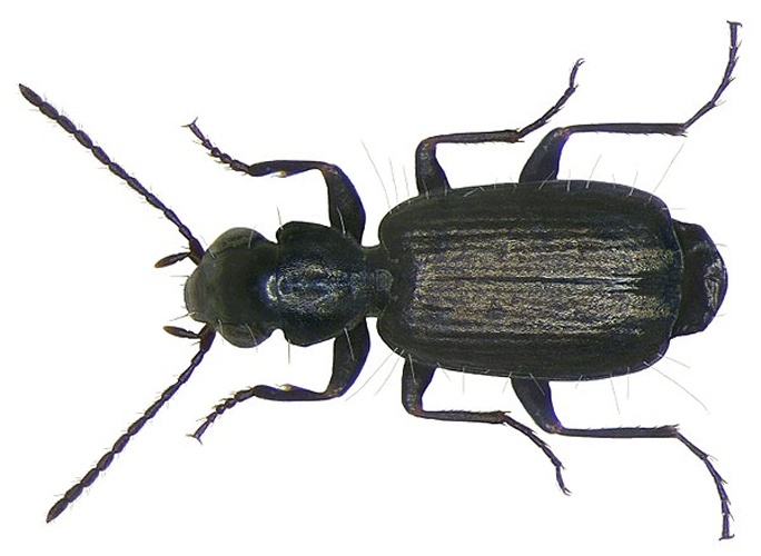 Syntomus foveatus &copy; <a rel="nofollow" class="external text" href="https://www.flickr.com/people/30703260@N08">Udo Schmidt</a> from Deutschland