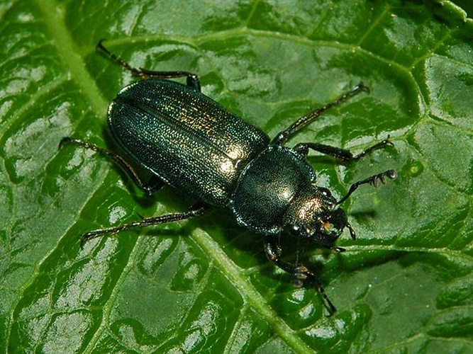 Platycerus caraboides © <a href="//commons.wikimedia.org/wiki/User:Hectonichus" title="User:Hectonichus">Hectonichus</a>
