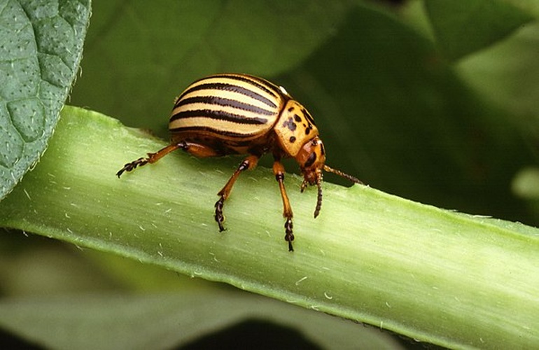 Colorado potato beetle © Scott Bauer, USDA ARS