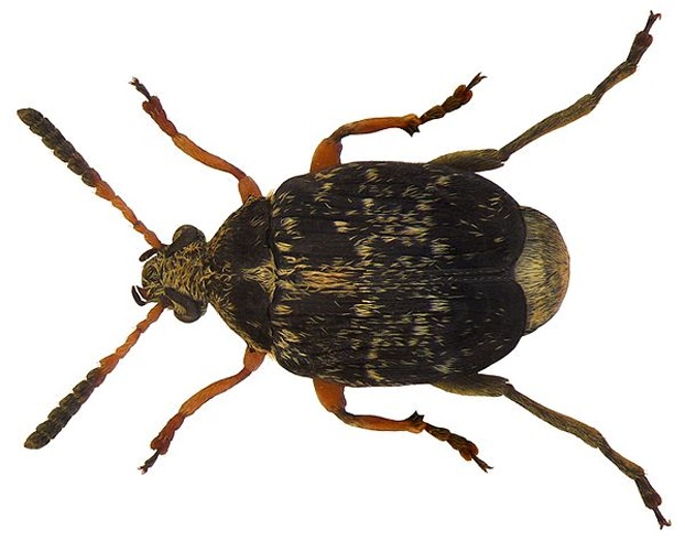 Bruchus rufipes &copy; <a rel="nofollow" class="external text" href="https://www.flickr.com/people/30703260@N08">Udo Schmidt</a>