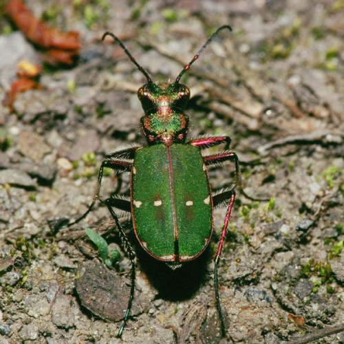 Cicindela campestris &copy; <a href="//commons.wikimedia.org/wiki/User:Olei" title="User:Olei">Olei</a>