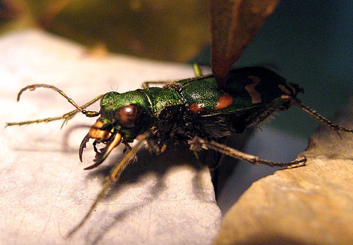 Cicindela gallica &copy; Maxcip