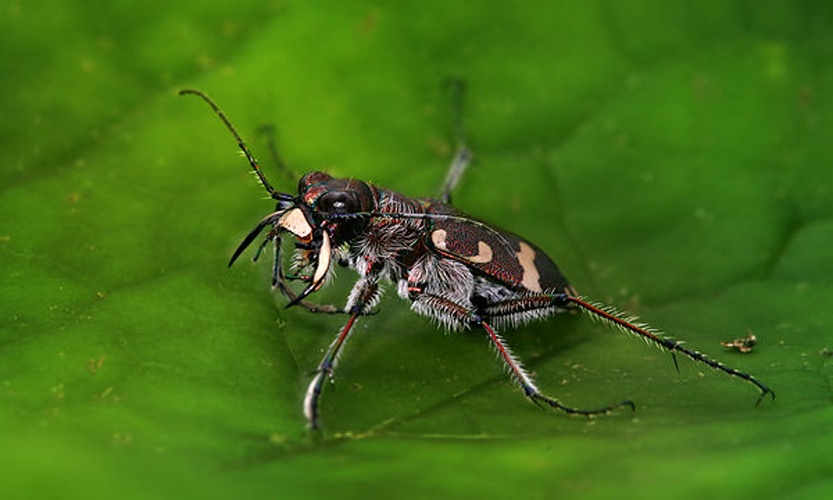 Cicindela hybrida © <a href="//commons.wikimedia.org/wiki/User:Richard_Bartz" title="User:Richard Bartz">Richard Bartz</a>, Munich aka <a href="//commons.wikimedia.org/wiki/User:Makro_Freak" title="User:Makro Freak">Makro Freak</a> <a href="//commons.wikimedia.org/wiki/File:Makro_Freak_bar.jpg" class="image"><img alt="Makro Freak bar.jpg" src="https://upload.wikimedia.org/wikipedia/commons/8/8b/Makro_Freak_bar.jpg" decoding="async" width="80" height="15" data-file-width="80" data-file-height="15"></a>