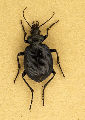 Calosoma inquisitor © <a href="https://en.wikipedia.org/wiki/nl:User:Evanherk" class="extiw" title="w:nl:User:Evanherk">Evanherk</a> at <a href="https://en.wikipedia.org/wiki/nl:" class="extiw" title="w:nl:">Dutch Wikipedia</a>