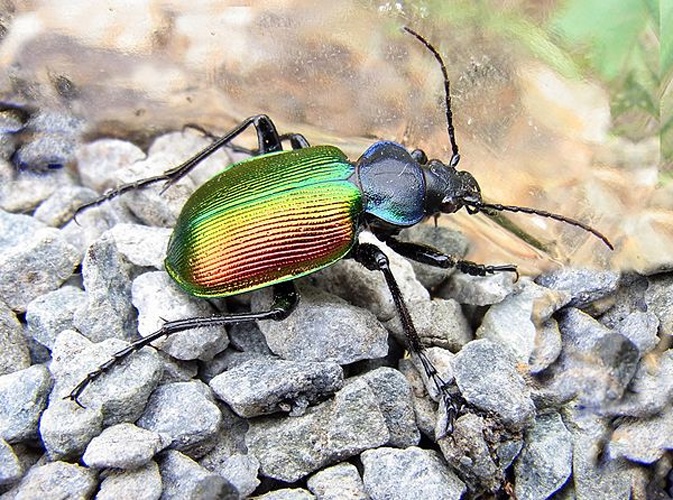 Calosoma sycophanta &copy; <a href="//commons.wikimedia.org/wiki/User:Siga" title="User:Siga">Siga</a>