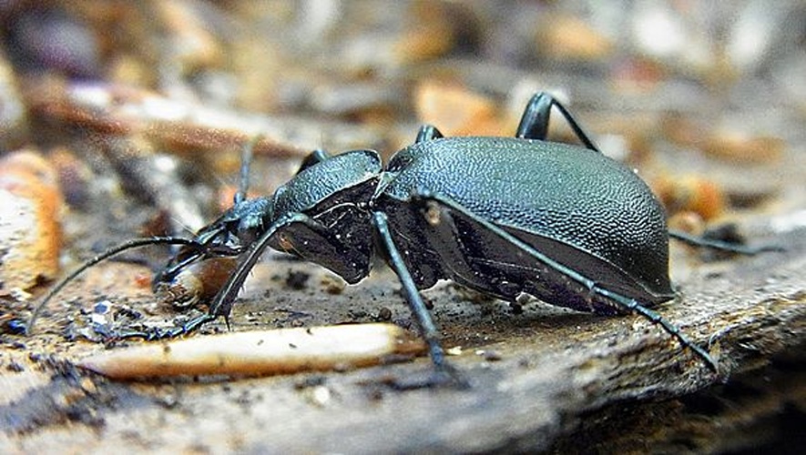 Cychrus caraboides © <a href="//commons.wikimedia.org/wiki/User:Siga" title="User:Siga">Siga</a>
