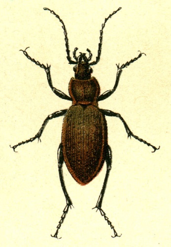 Carabus arvensis © G.G. Yakobson