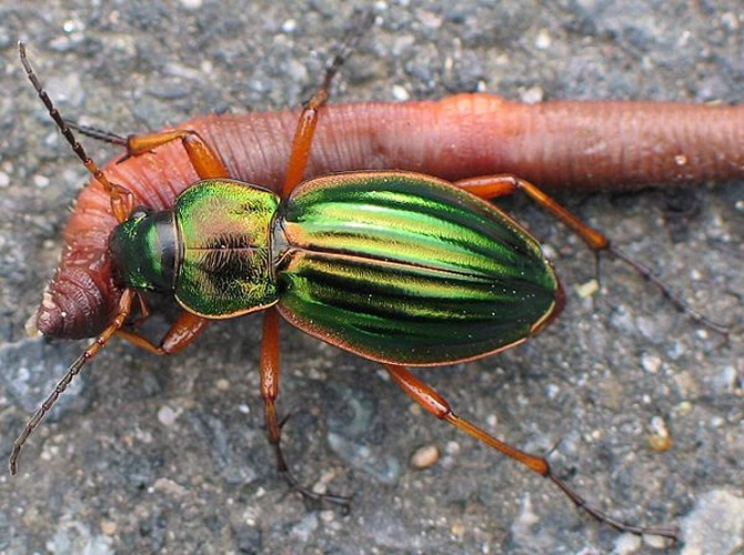 Carabus auratus © <a href="https://de.wikipedia.org/wiki/Benutzer:Soebe" class="extiw" title="de:Benutzer:Soebe">Soebe</a>