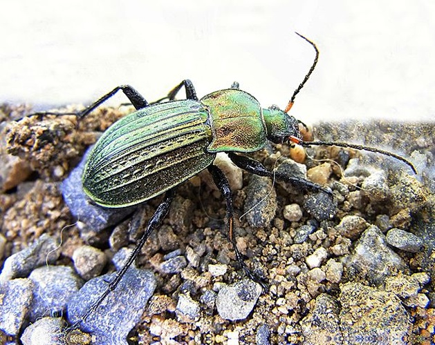 Carabus cancellatus © <a href="//commons.wikimedia.org/wiki/User:Siga" title="User:Siga">Siga</a>
