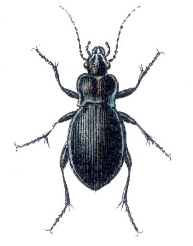 Carabus convexus © <bdi><a href="https://en.wikipedia.org/wiki/en:Edmund_Reitter" class="extiw" title="w:en:Edmund Reitter">Edmund Reitter</a>
</bdi>